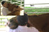 Equine Massage The Masterson Method For Horses Video on DVD & Streaming Version - Real Bodywork