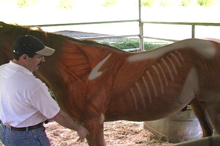 Equine Massage The Masterson Method For Horses Video on DVD & Streaming Version - Real Bodywork