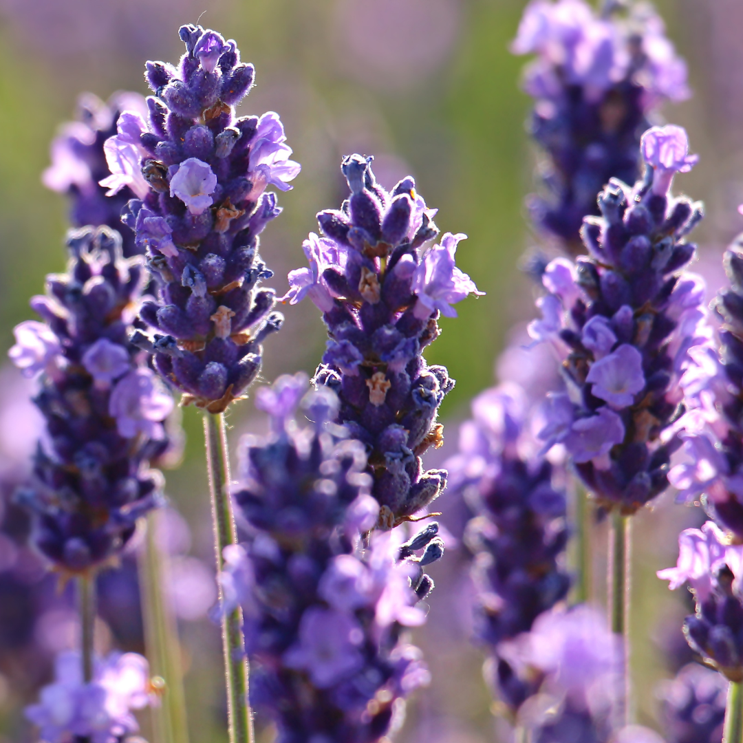 Best of Nature French Lavender Herbal Bath Oil