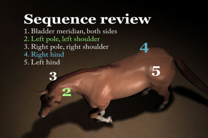Equine Massage The Masterson Method For Horses Video on DVD & Streaming Version - Real Bodywork