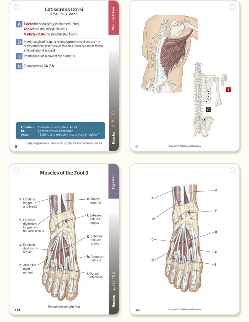 Trail Guide to the Body Flashcards, 6th Edition, Volume 2
