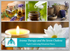 Aromatherapy and the Seven Chakras - 8 CE hours - Spa & Bodywork Market