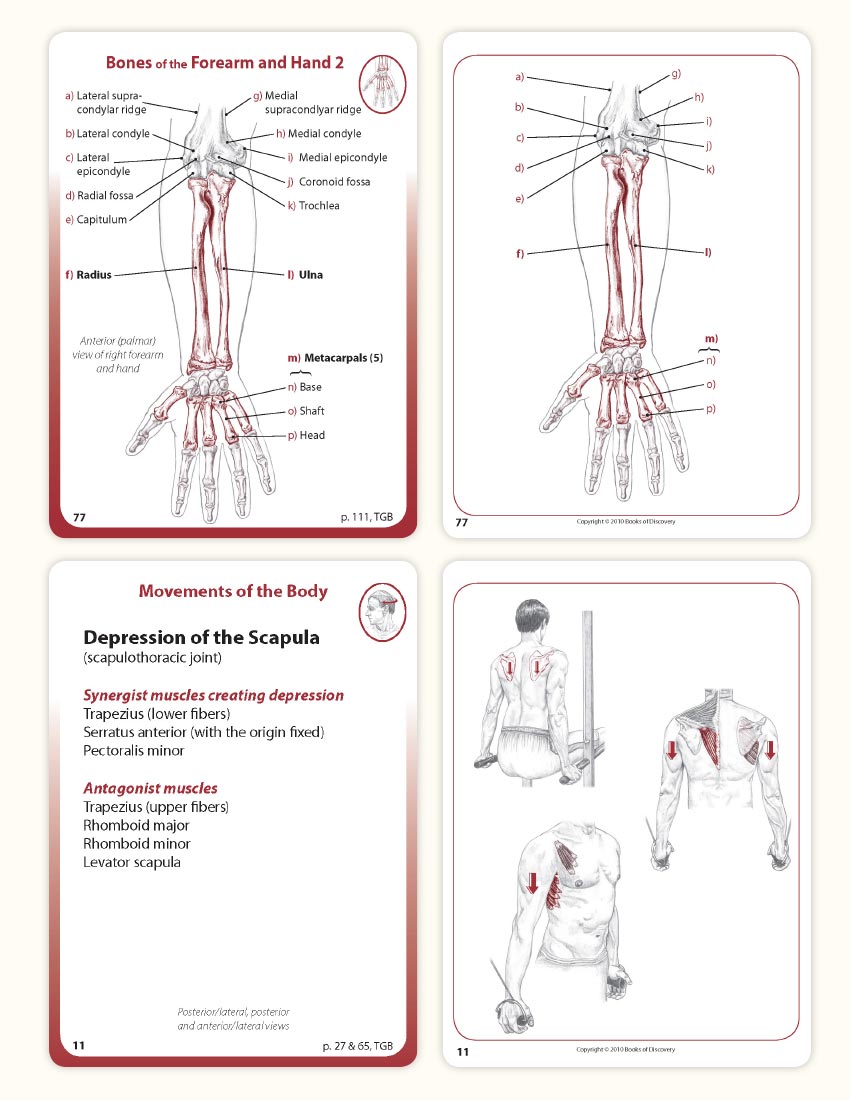 Trail Guide to the Body Flashcards Volume 1 - 5th Edition