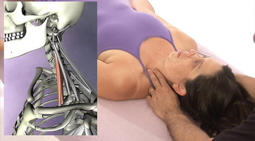Structural Massage 2 DVD Video Set - Real Bodywork